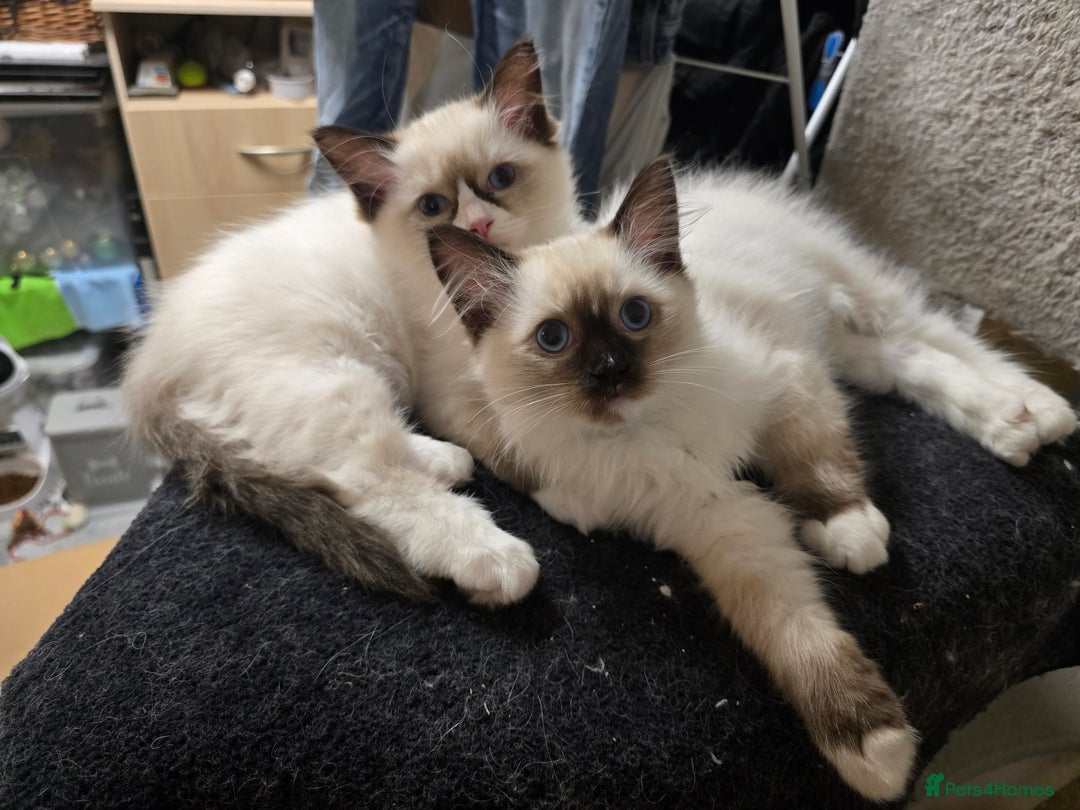 Ragdoll cats for sale: Gccf registered little Queens available 🥰 - Advert 14