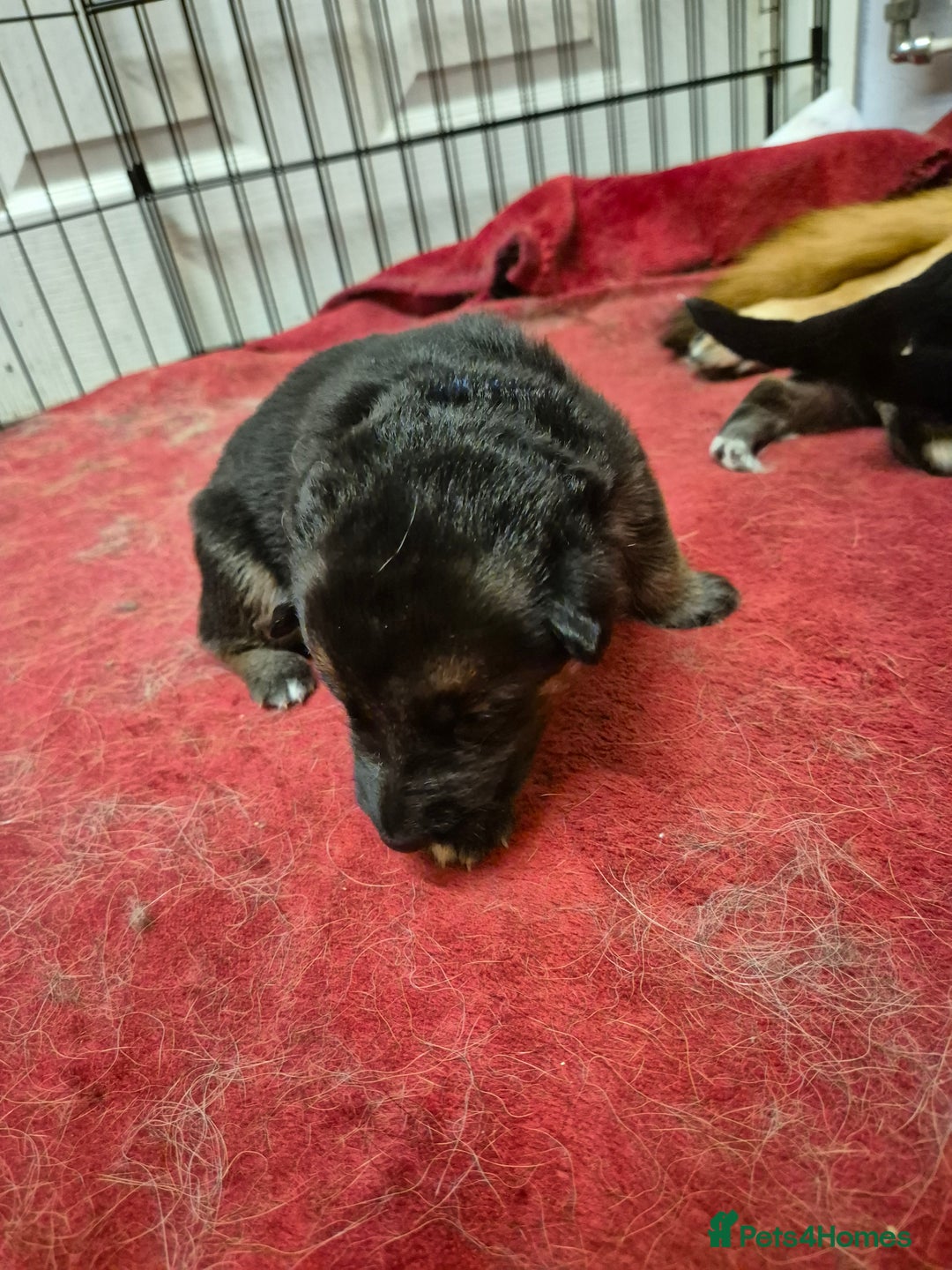 German Shepherd dogs for sale: German shepard puppies - Image 14