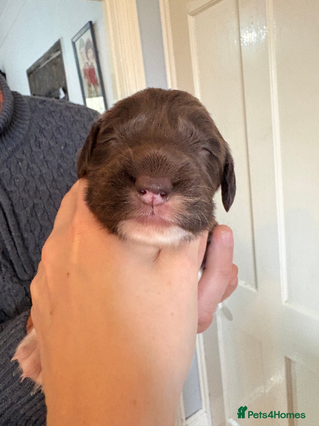 English Springer Spaniel dogs for sale: Beautiful litter of KC REG Puppies - Advert 29