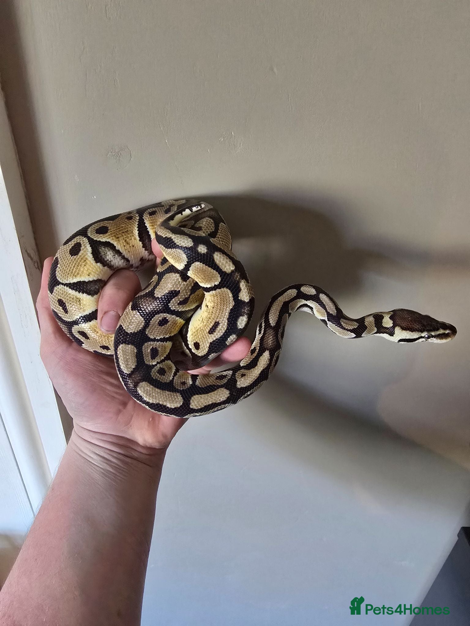 Python Snake reptiles Pastel Trojan Het Clown Royal Python  - Advert 2