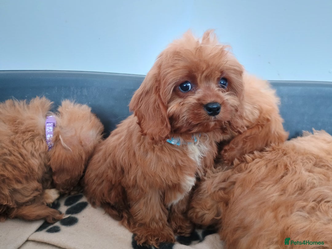Cavapoo dogs for sale: Cavapoos  - Image 4