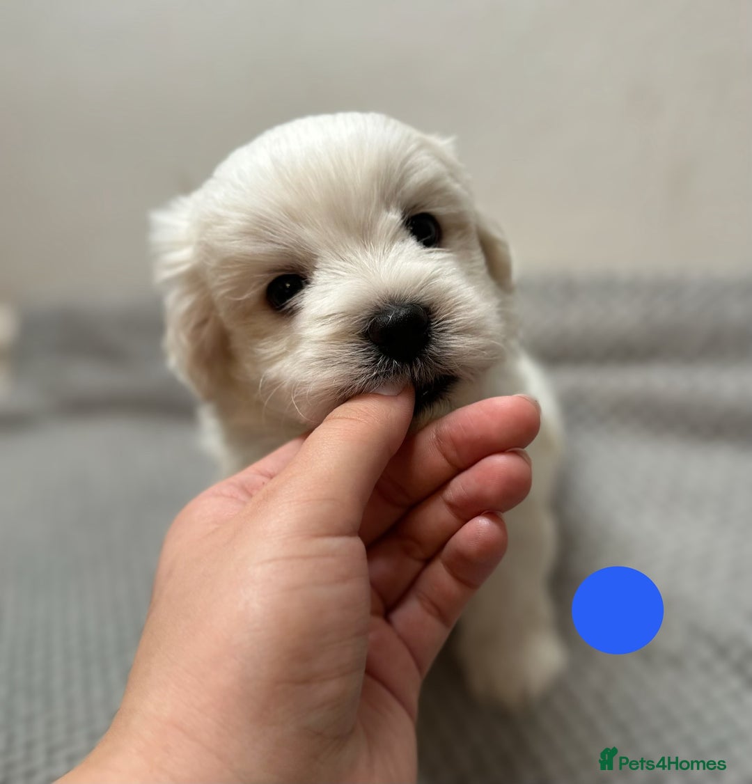 Maltese dogs for sale: Cute Maltese Puppies Looking for Loving Homes🇬🇧  - Image 9