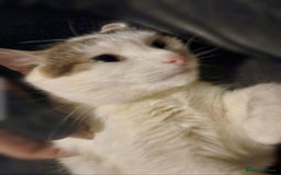 Domestic Shorthair cats for sale: Beautiful, friendly boy in urgent need of a home - Image 4