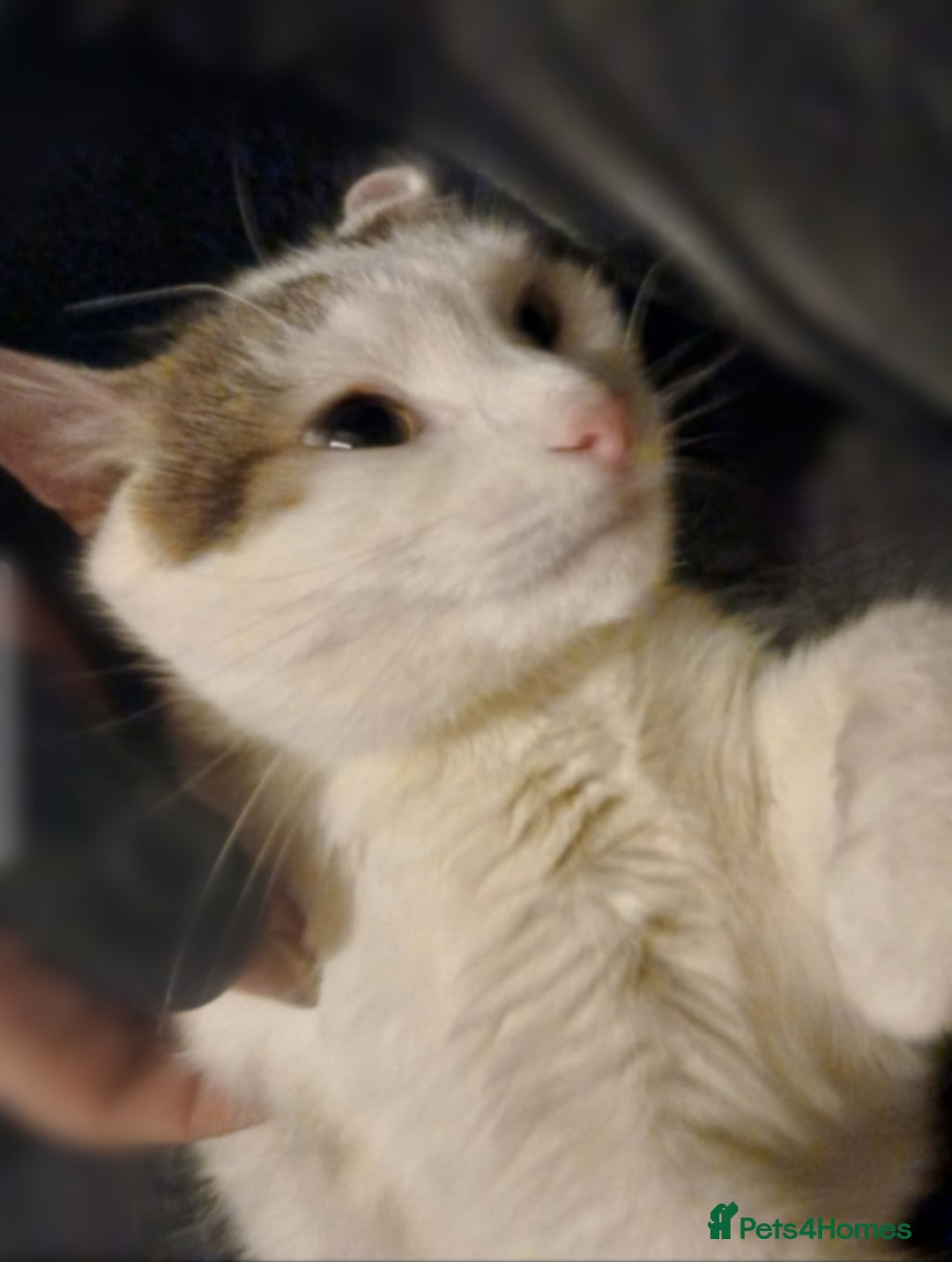 Domestic Shorthair cats for sale: Beautiful, friendly boy in urgent need of a home - Image 4