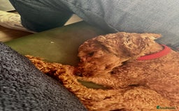 Poodle dogs for sale: KC Red fox miniature toy poodle. Ready now - Image 13