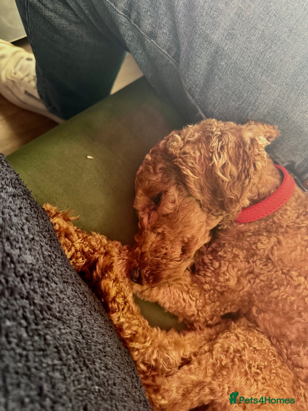 Poodle dogs for sale: KC Red fox miniature toy poodle. Ready now - Image 13