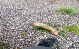 Ferret rodents for sale: Cinnamon male  - Image 5