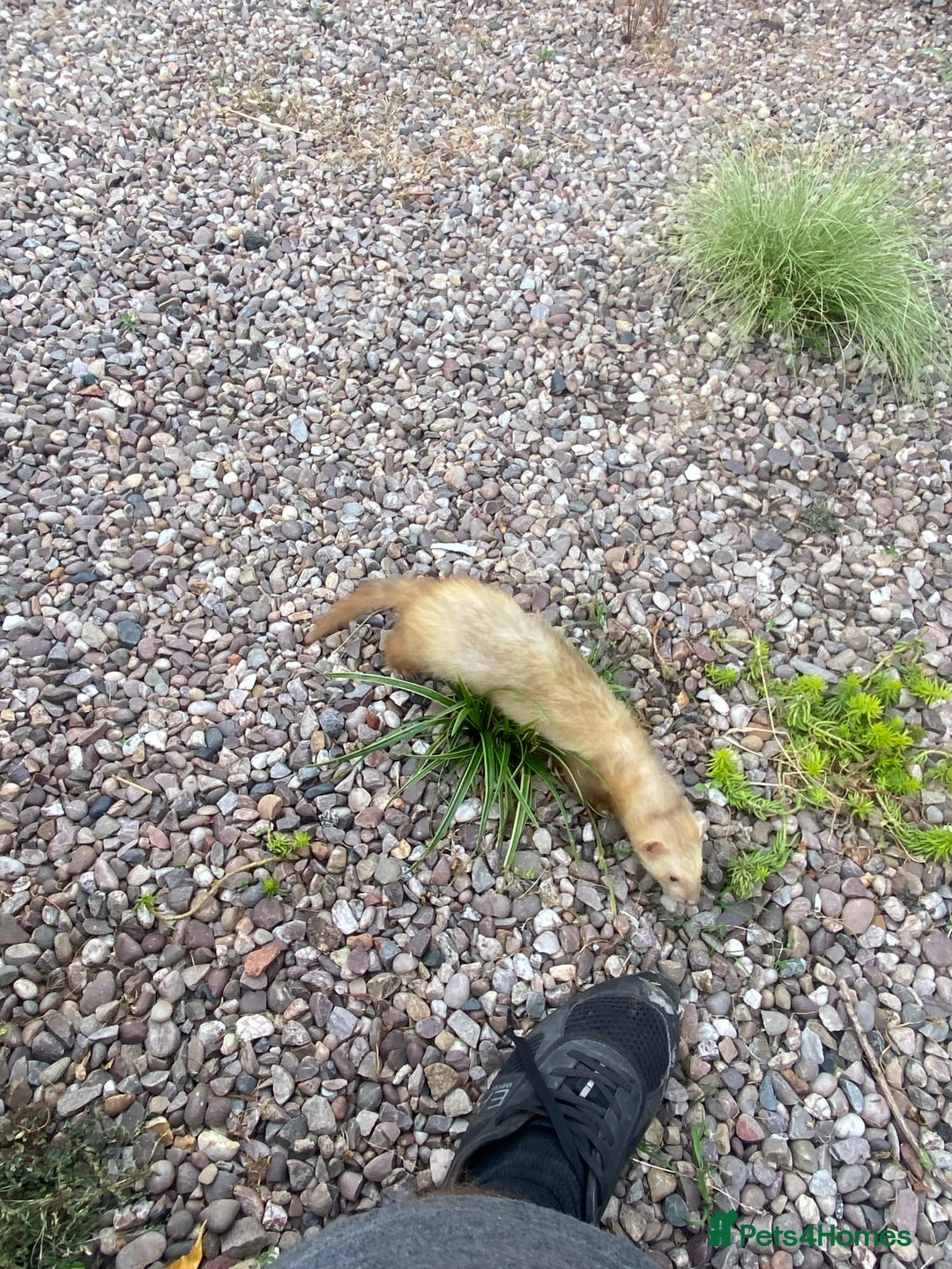 Ferret rodents for sale: Cinnamon male  - Image 5