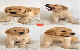 Golden Retriever dogs for sale: Show x Working. Naturally raised. Crate training  in Warminster - Image 10