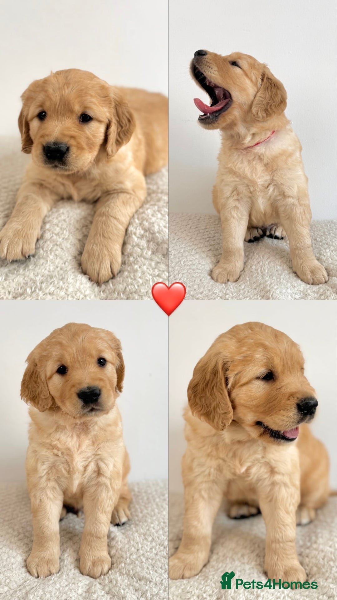 Golden Retriever dogs for sale: Show x Working. Naturally raised. Crate training  in Warminster - Image 10