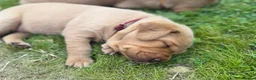 Labrador Retriever dogs for sale: Beautiful Fox Red Labrador Puppy – 1 Boy Available - Advert 5