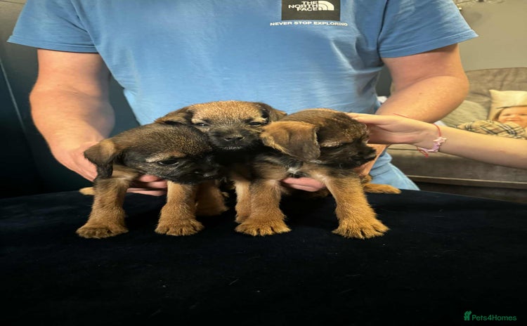 Border Terrier dogs - Advert 2