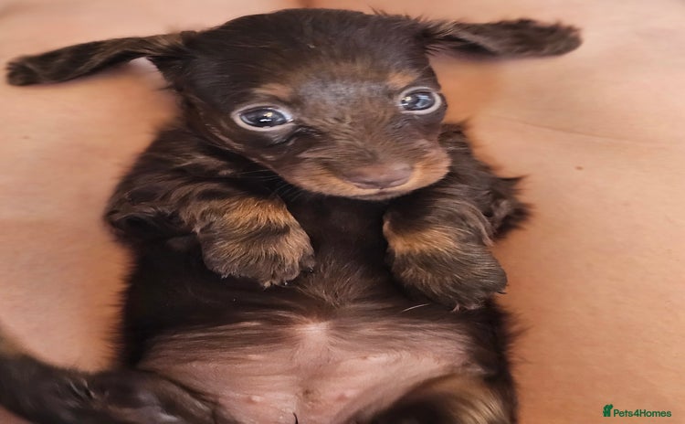 Miniature Dachshund dogs - Advert 1