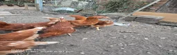 Chickens poultry for sale: Bovan Brown chickens  in Grimsby - Advert 2
