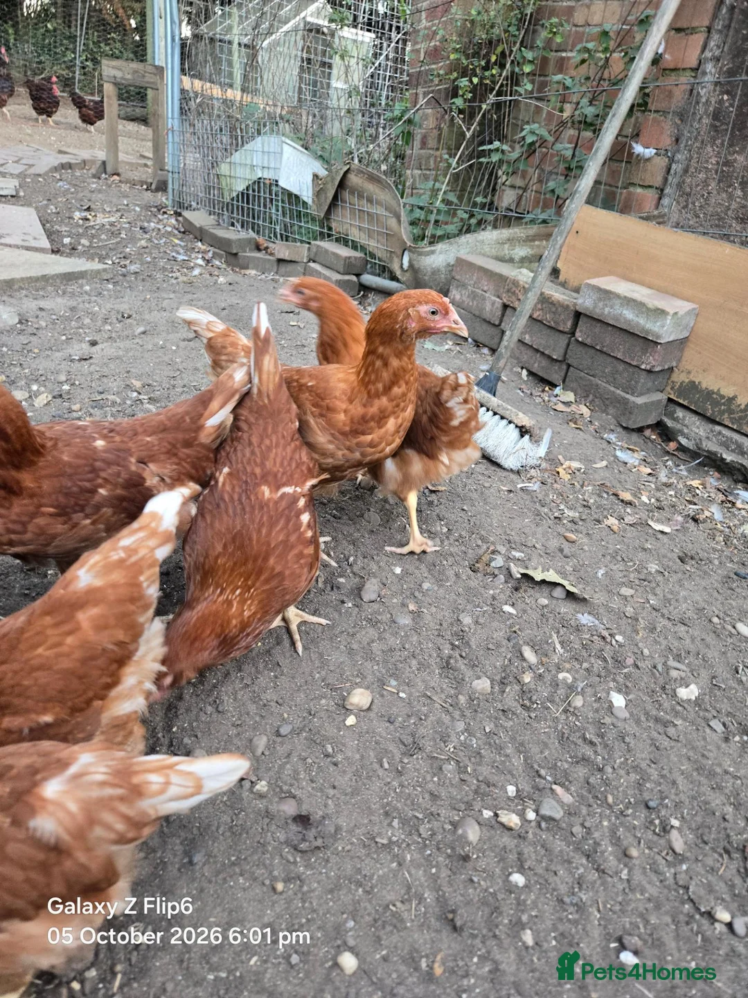 Chickens poultry for sale: Bovan Brown chickens  in Grimsby - Advert 2