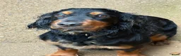Cocker Spaniel dogs for sale: 2 year old cocker for re homing  in Grantham - Advert 9