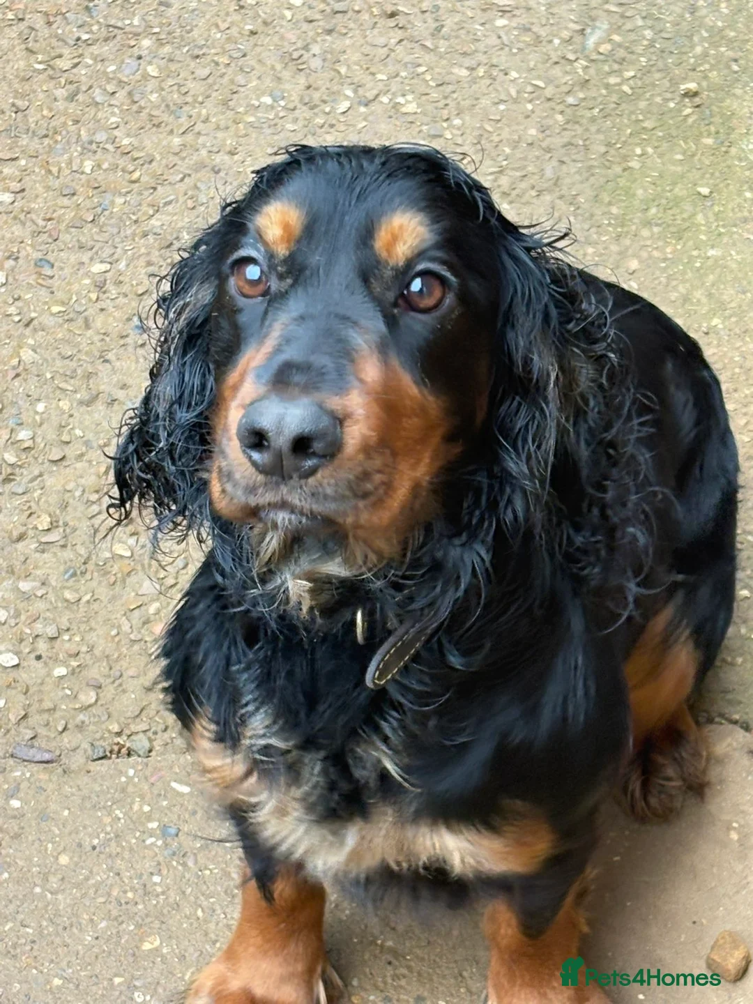 Cocker Spaniel dogs for sale: 2 year old cocker for re homing  in Grantham - Advert 9
