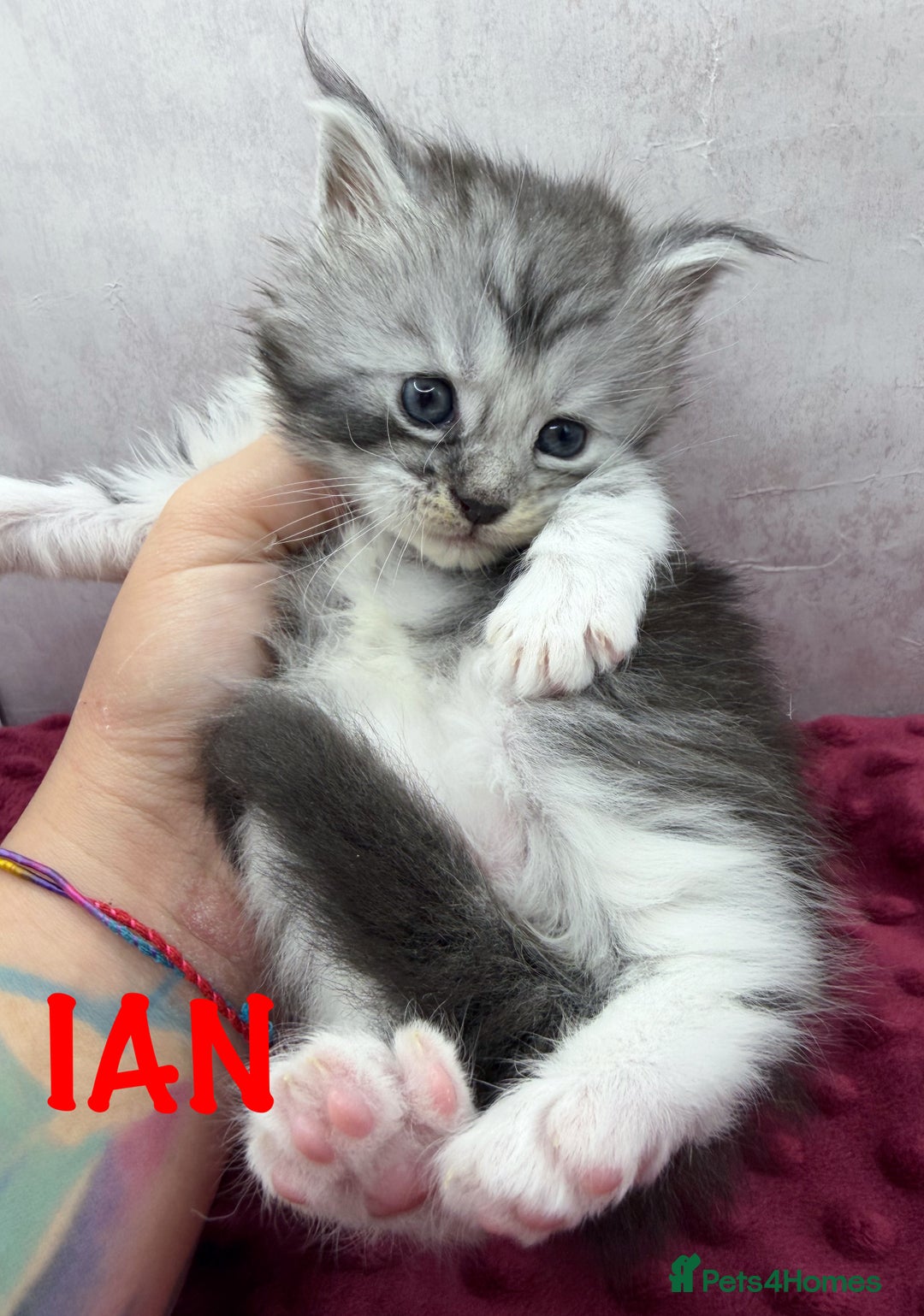 Maine Coon cats for sale: Maine Coon kittens Tica Reg.  - Advert 8