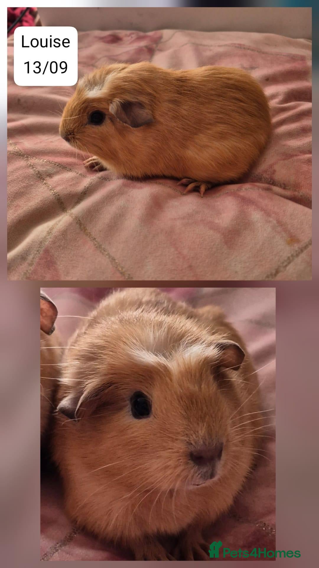 Guinea Pig rodents for sale: Four stunning baby guinea pigs 👀🏡 - Advert 2