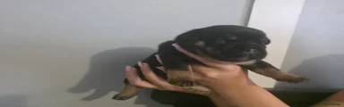 Mixed Breed 2