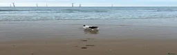 Jack Russell dogs for sale: 10 month old Jack Russell in Stockton-on-Tees - Advert 6