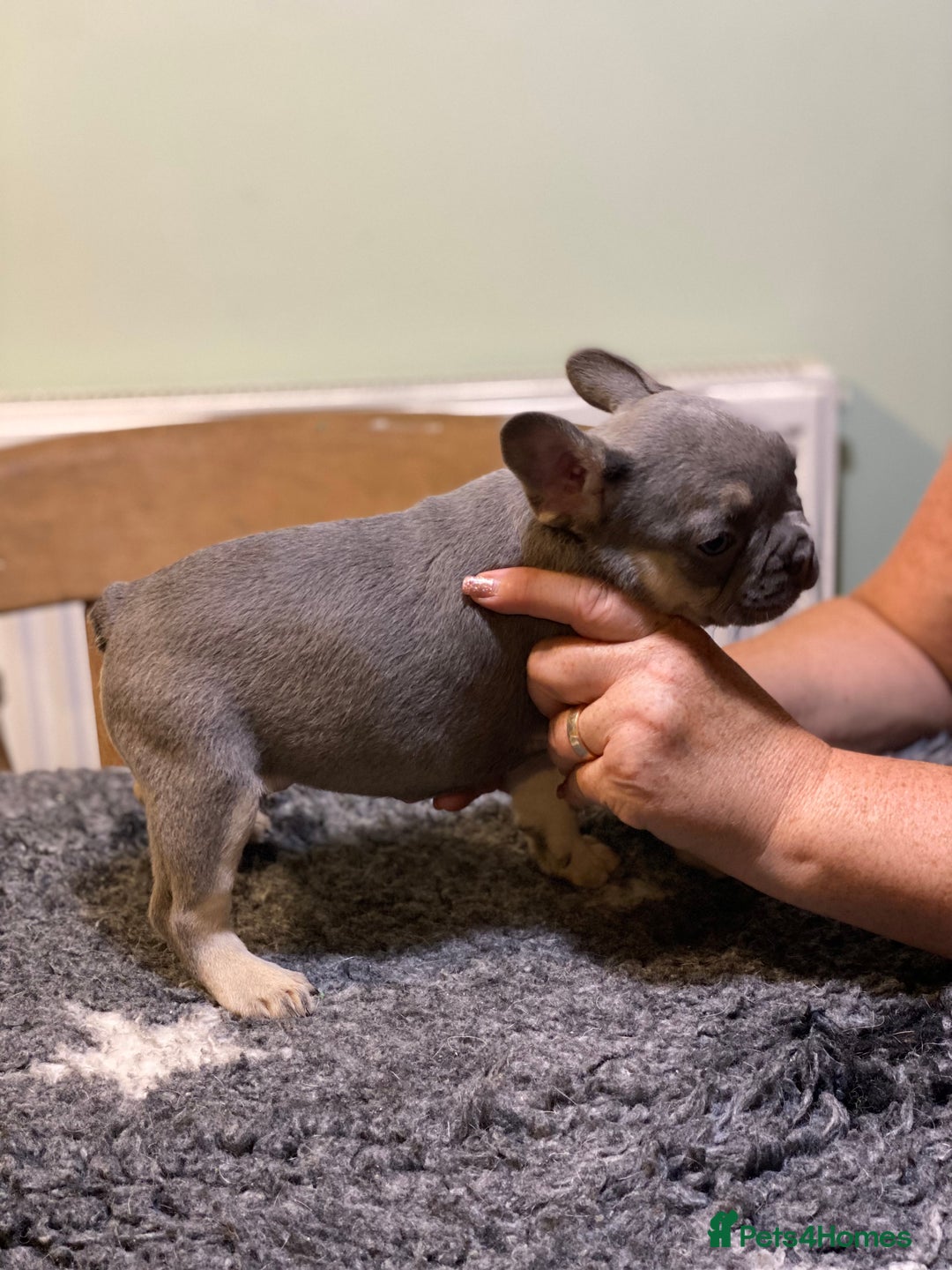 French Bulldog dogs for sale: Stunning healthy French bull dog puppies  - Image 16