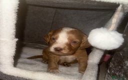 Cocker Spaniel dogs for sale: Cocker spaniels  - Image 2