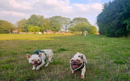French Bulldog dogs for sale: French bulldog puppies  - Image 17