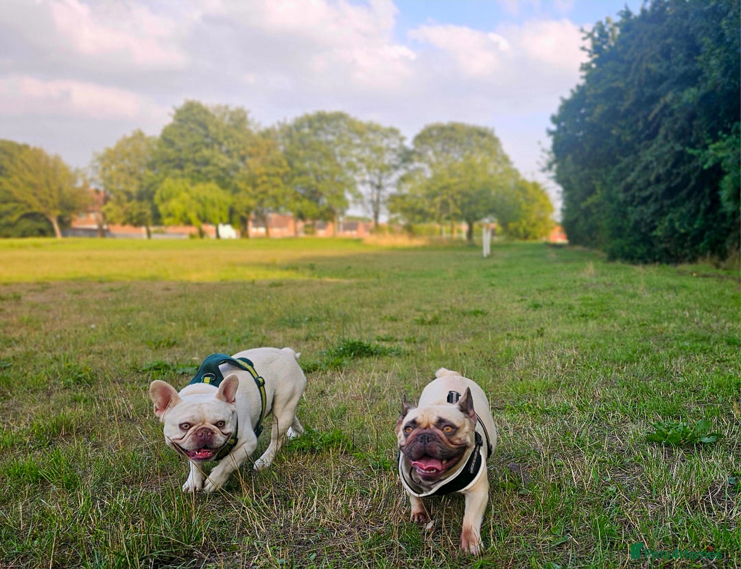 French Bulldog dogs for sale: French bulldog puppies  - Image 17
