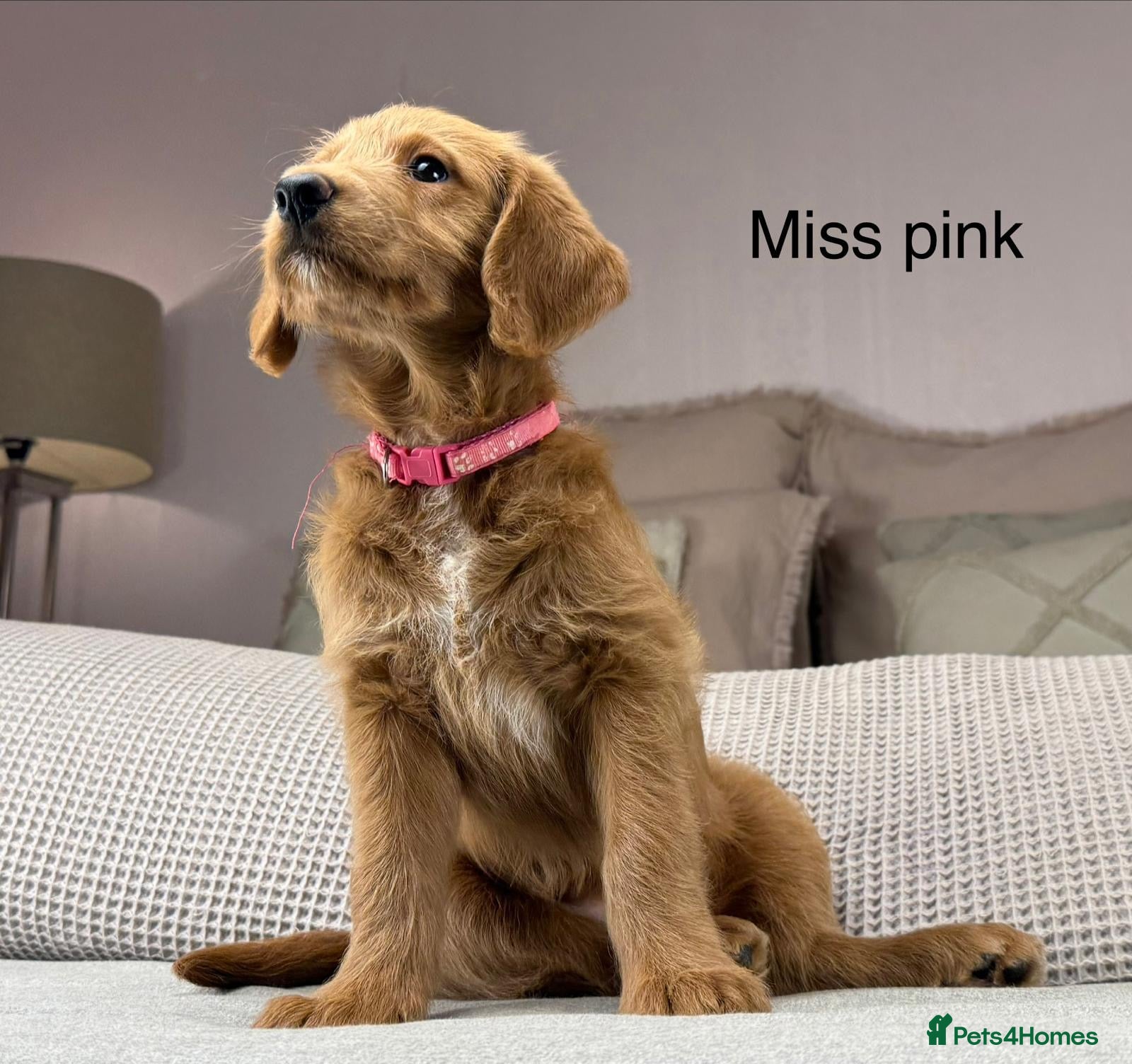 Goldendoodle dogs HEAD TURNING BOYS AND GIRLS. HEALTH TESTED LINEAGE - Advert 5