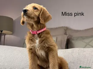 Goldendoodle dogs HEAD TURNING BOYS AND GIRLS. HEALTH TESTED LINEAGE - Advert 4