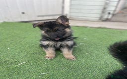 German Shepherd dogs for sale: Gorgeous and healthy German Shepherds Puppies - Image 5