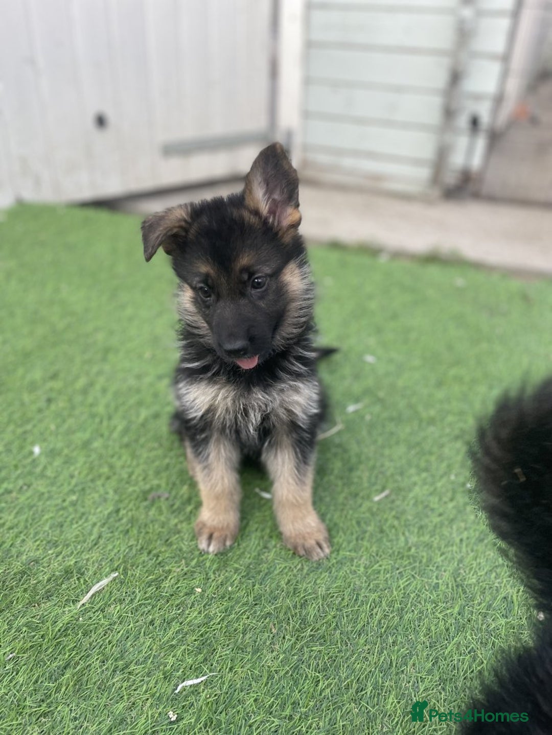 German Shepherd dogs for sale: Gorgeous and healthy German Shepherds Puppies - Image 5