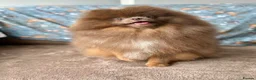 Pomeranian dogs for sale: 2 year old male Pom lilac and tan - Advert 5