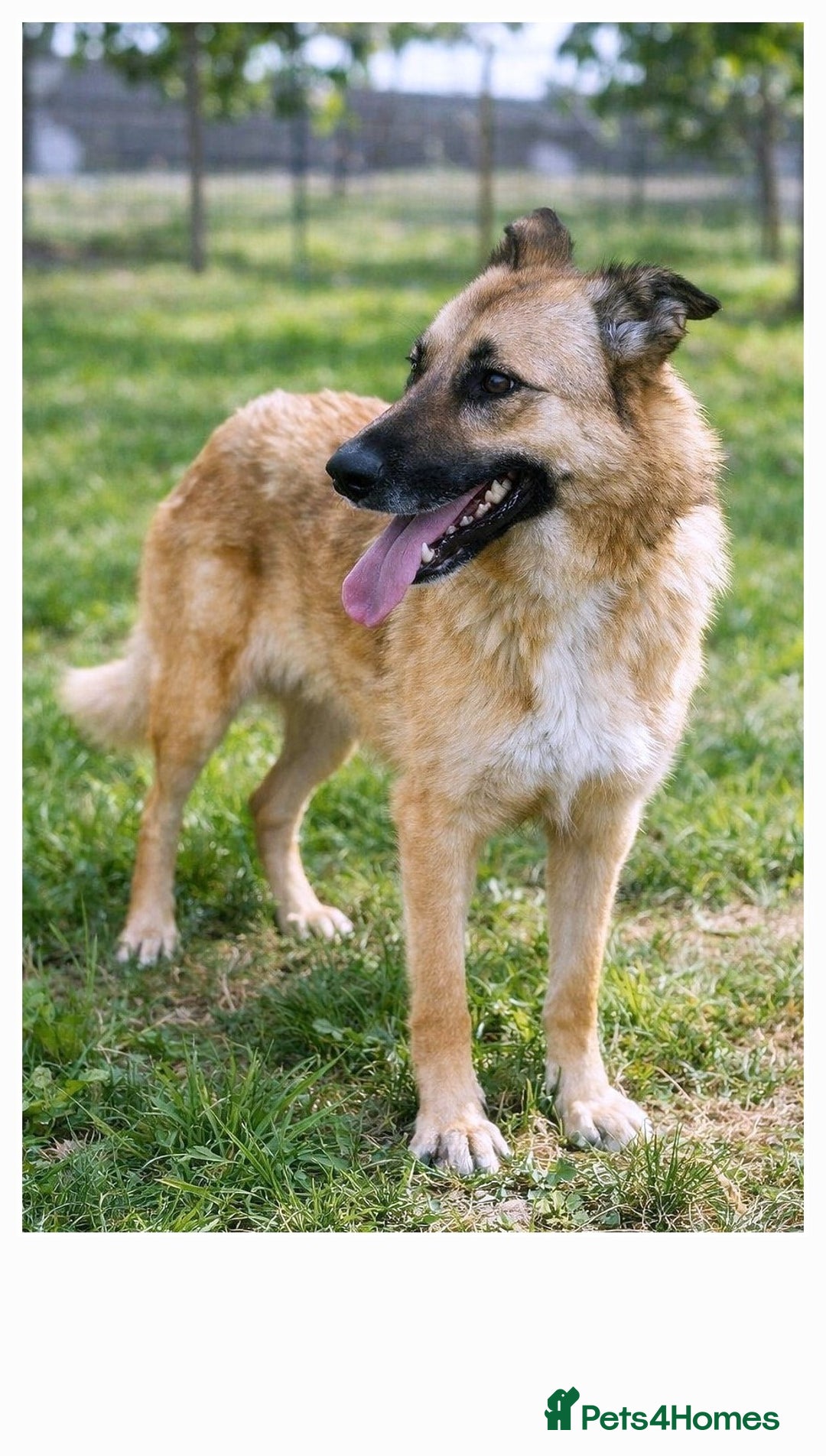 Mixed Breed dogs for adoption: Tara 🐾✨A Lifetime Waiting for One Yes - Advert 1