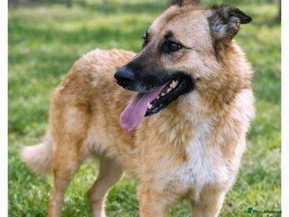 Mixed Breed dogs Tara 🐾✨A Lifetime Waiting for One Yes - Advert 16