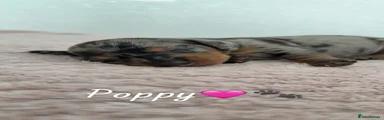 Miniature Dachshund Black and Silver Dapple