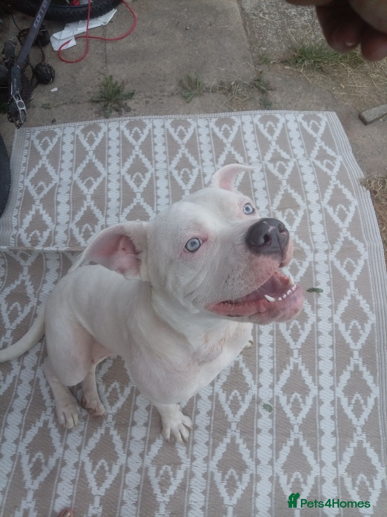 American Bull Staffy dogs Diamond  - Advert 6