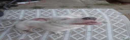 American Bull Staffy dogs for sale: Diamond  in Bristol - Advert 1
