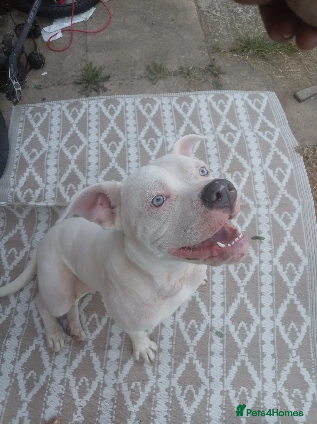 American Bull Staffy dogs for sale: Diamond  in Bristol - Advert 1