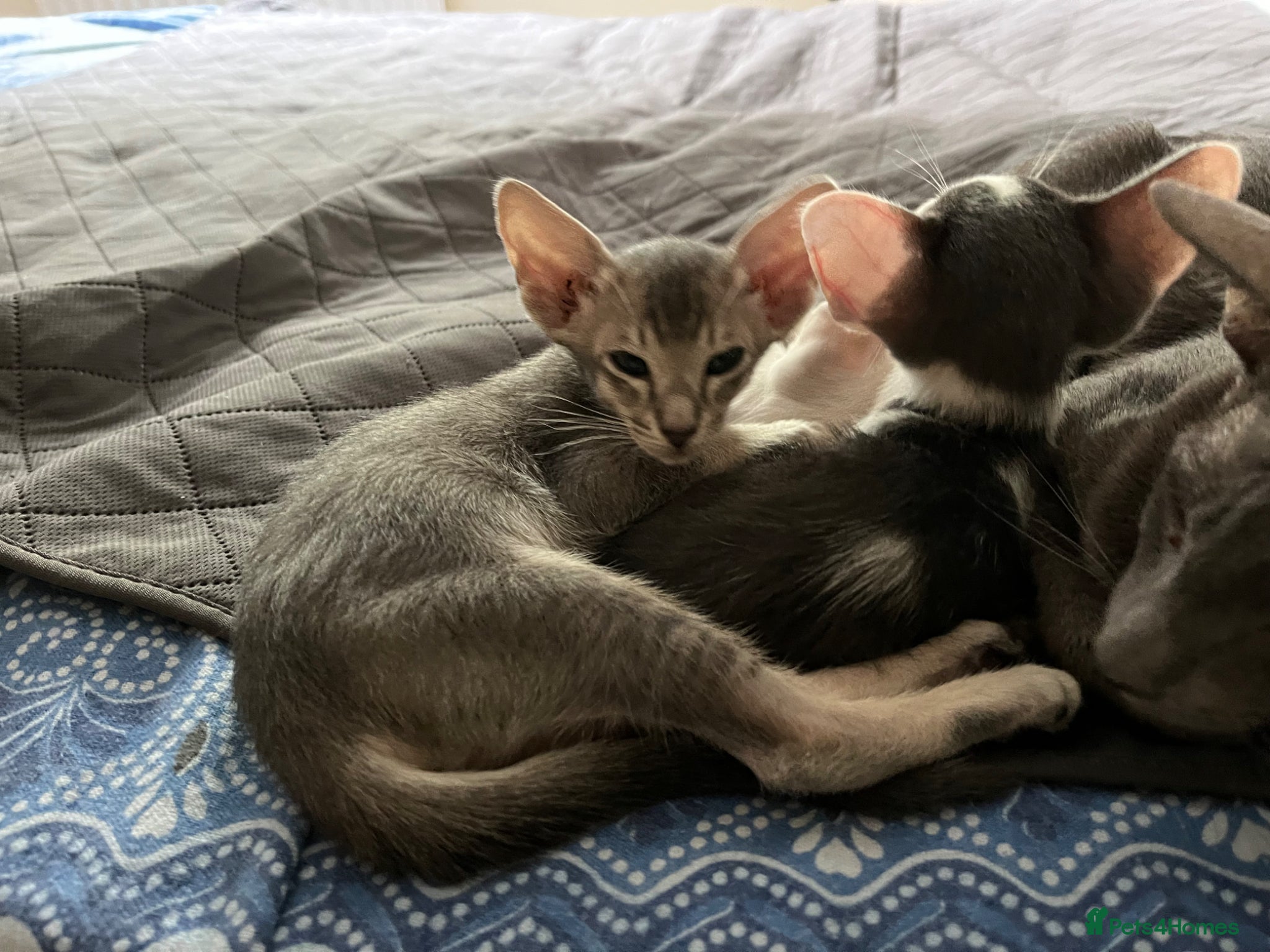 Oriental cats for sale: GCCF registered oriental shorthair kittens  - Advert 4