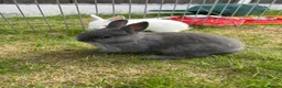 Netherland Dwarf rabbits for sale: Netherland Dwarf Baby rabbits - Advert 4