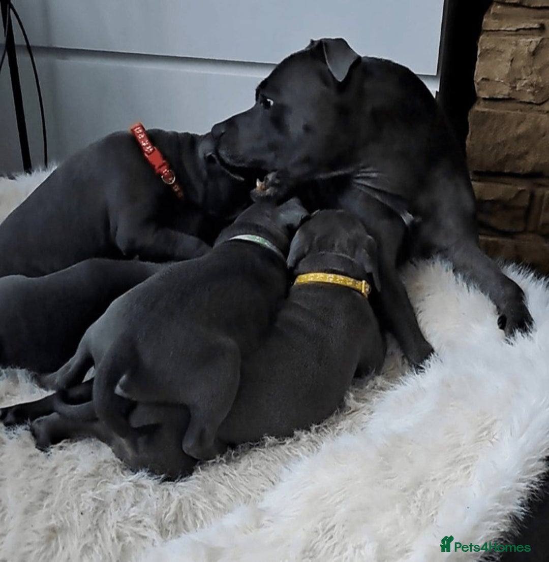 Staffordshire Bull Terrier dogs for sale: Kc registration Blue staffordshire bull terrier  - Image 7