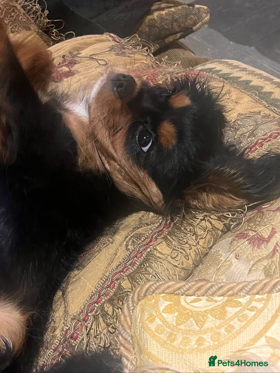 Cavalier King Charles Spaniel dogs for sale: Confident female cavalier - Advert 11