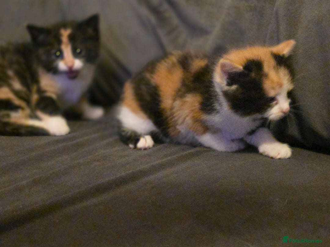 Mixed Breed cats for sale: Last girl left  - Image 14