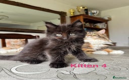 Maine Coon cats for sale: LARGE MAINE COON KITTENS - Image 8