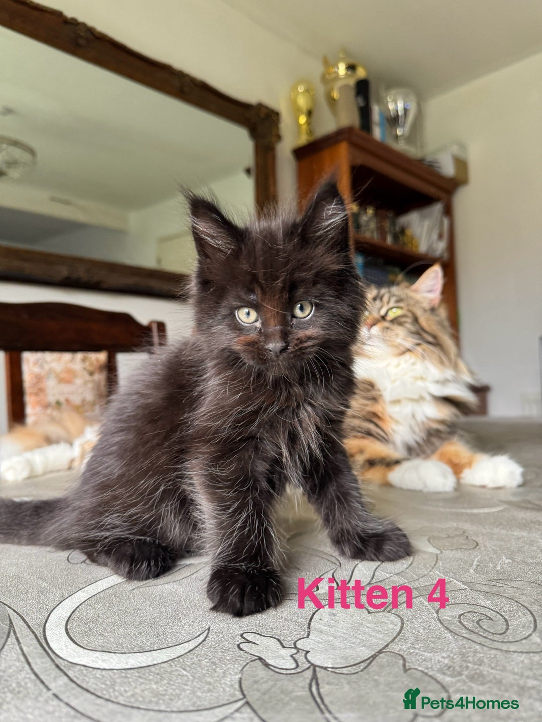 Maine Coon cats for sale: LARGE MAINE COON KITTENS - Image 8