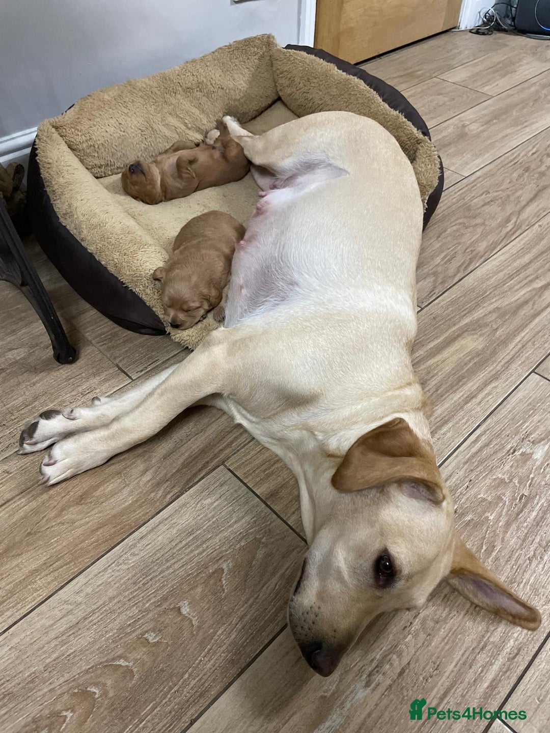 Labradoodle dogs for sale: 🐾 Beautiful F1 Labradoodle puppies for sale🐾 - Advert 5