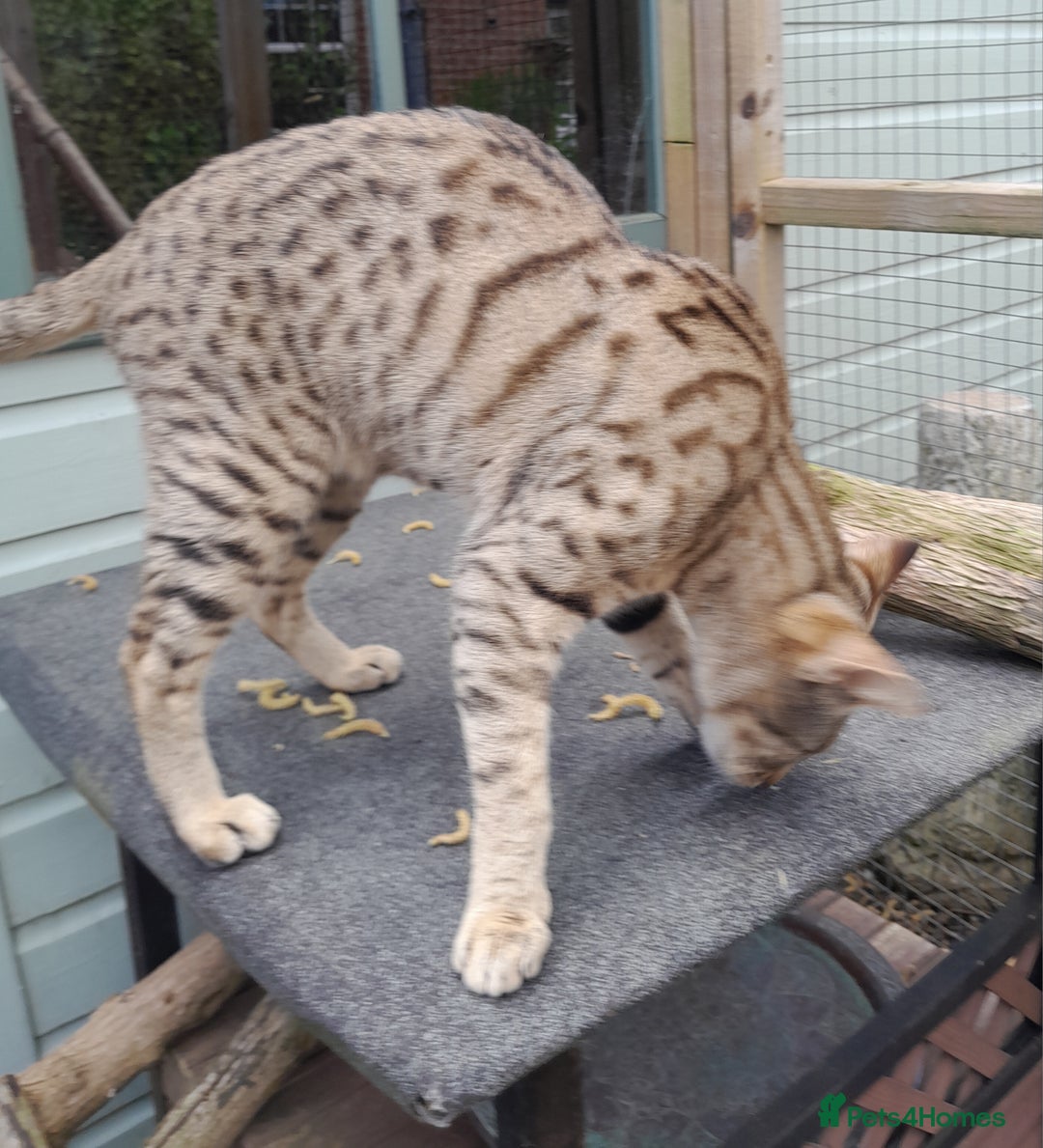 Savannah cats for sale: Pedigree Early generation TICA Reg Savannah Lady in Darlington - Image 10