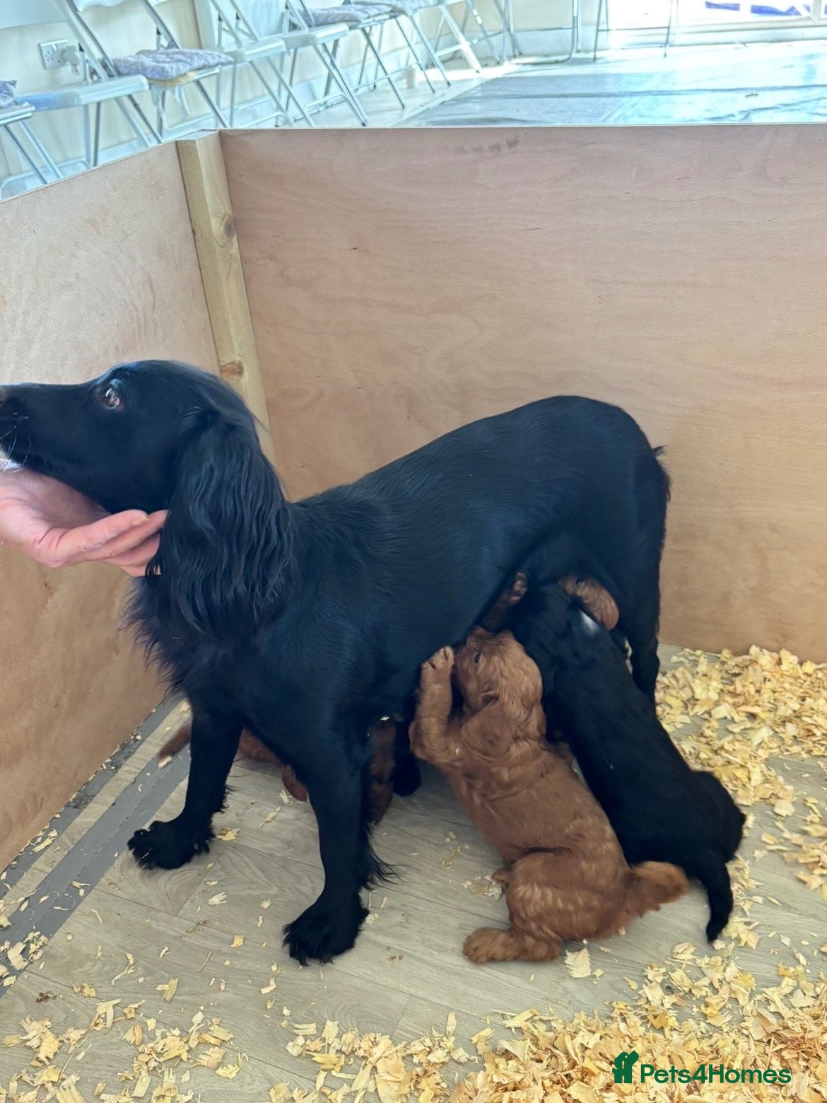 Cockapoo dogs Stunning F1 Cockapoo pups for sale  - Advert 2